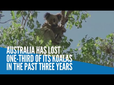 Australia has lost one-third of its koalas in the past three years