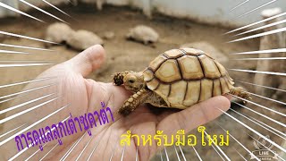 การดูแลลูกเต่าซูคาต้า How​ ​to​ take​ care of​ baby​ Sulcata​ Tortoises.