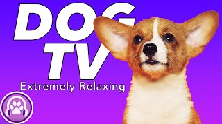 Interactive TV for Dogs! Hours of Entertainment for Your Dog!
