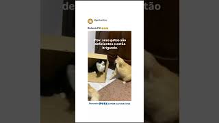 use o cupom GATINATICOS e tenha 10% de desconto na sua compra no site ou app da Petz! #gatos