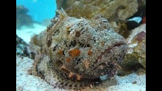 Stonefish: The Alien Among Us