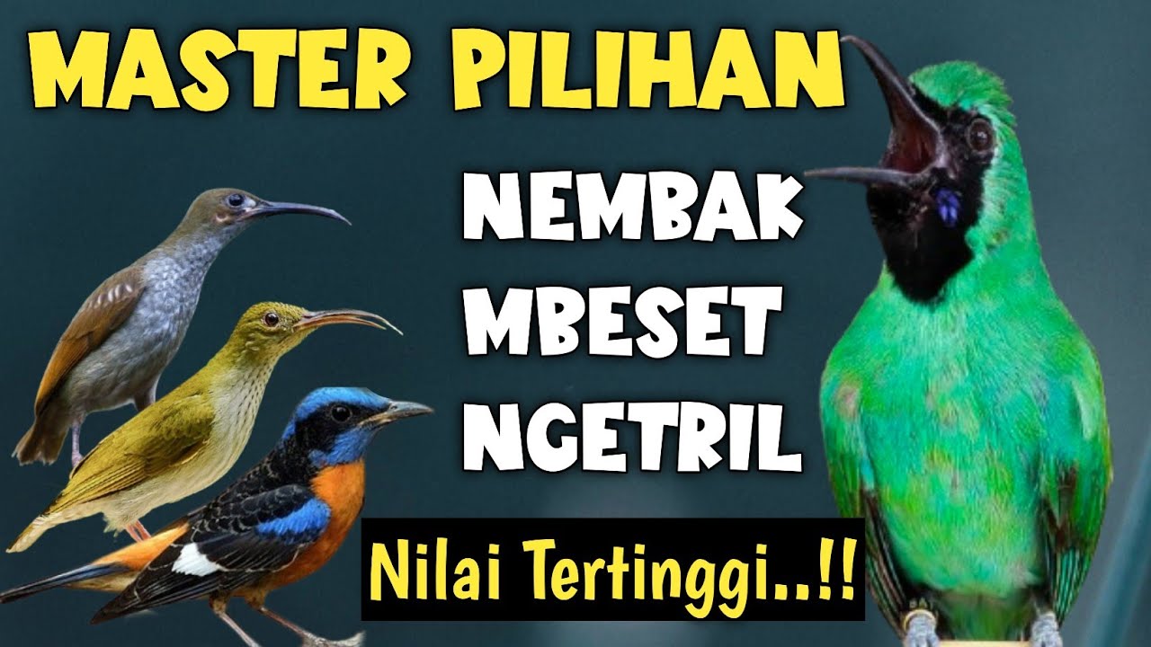 MASTERAN CUCAK IJO FULL TEMBAKAN KASAR Mbeset,Ngekek,ngetril‼️