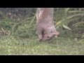 SQUIRREL EATING OUT OF BIRD FEEDER CRAZY FUNNY!