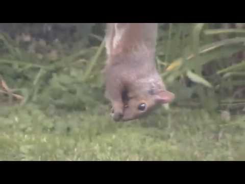 SQUIRREL EATING OUT OF BIRD FEEDER CRAZY FUNNY!