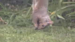 SQUIRREL EATING OUT OF BIRD FEEDER CRAZY FUNNY!