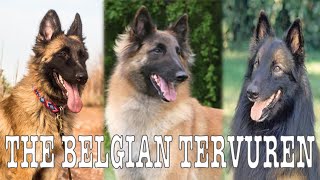 Discovering the Belgian Tervuren A Comprehensive Exploration of a Remarkable Canine Companion