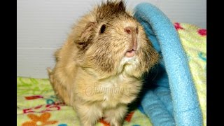 Taming Guinea Pigs: 10 Trusted Tips