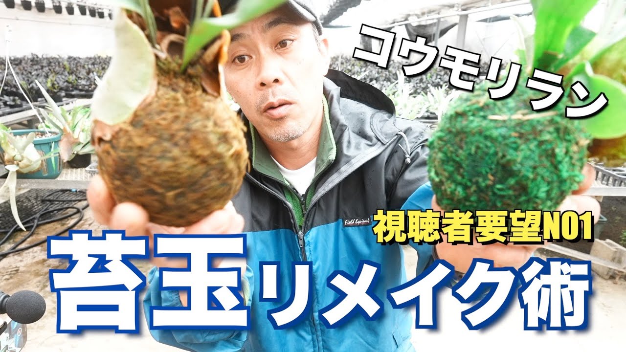 【生産者が伝授】経年劣化した苔玉を新品同様にする㊙︎方法