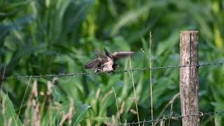 Feeding time - 2023 young Barn Swallows