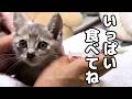 病気と闘う子猫のご飯。姉妹のミケ子猫はこんなにも元気になりました