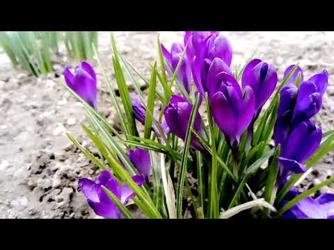 Muziton Mircea Eremia - DOR de NOI