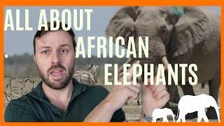 African Elephants with a Zoologist: Facts, and fun information.