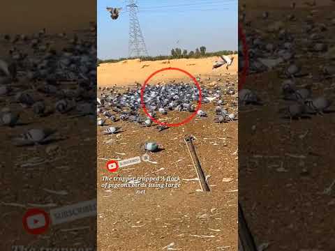 Pigeon trap | bird trap | Flock | bird catching #shorts #youtubeshorts #ytshorts