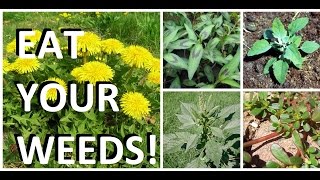 5 Weeds in Every Garden That are Actually Edible & Delicious!