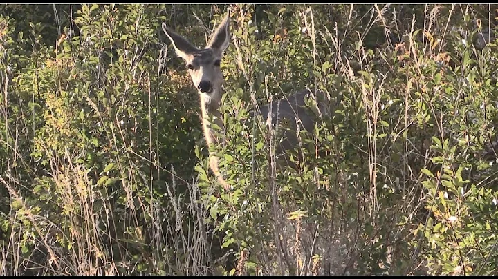 Wetland Restoration at Great Basin National Park