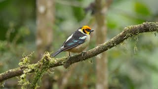 Birding in Ecuador: The Andes to the Amazon in 2016 Part One - The West Slope