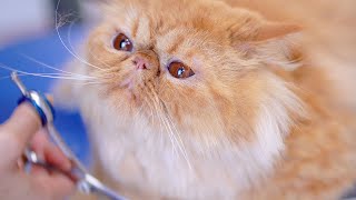 Persian cat with charming oranged eyes! ✂❤How can you be so gentle?