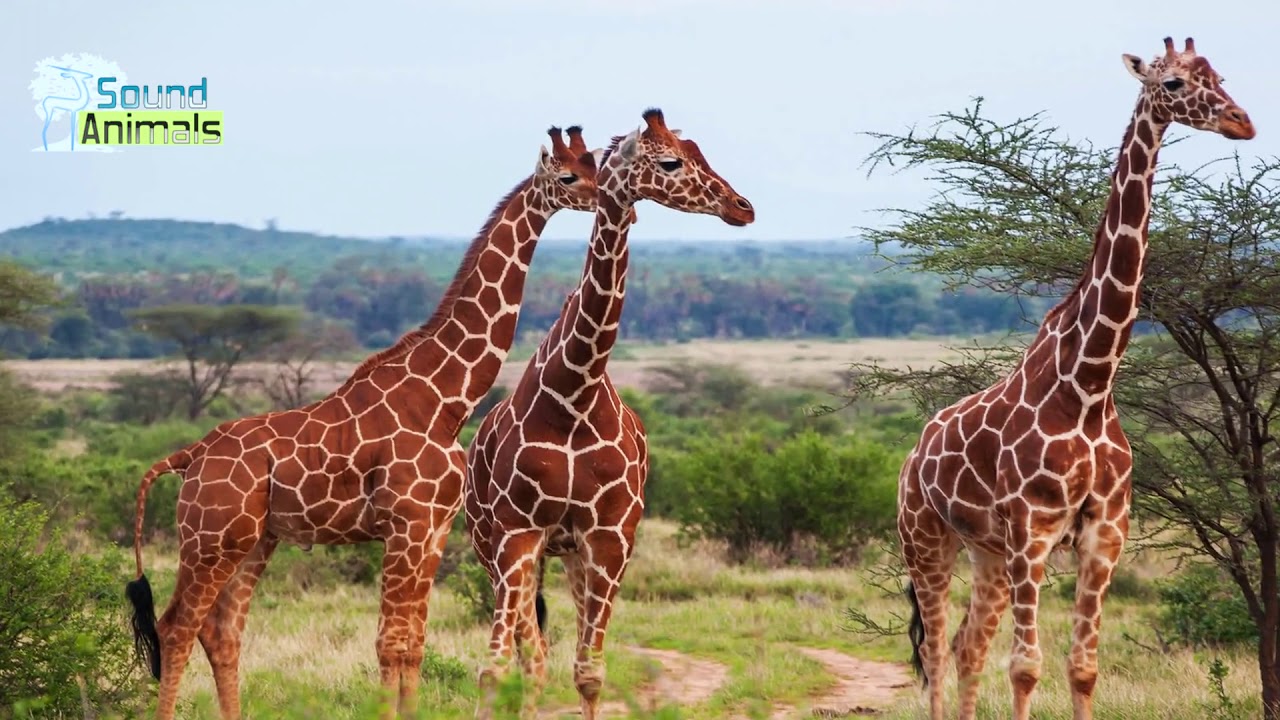 Animal Sounds | Free Sound Effects | Sound Clips | Sound Bites giraffe sounds mp3 free download