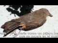 Que sería de mí Jesús Adrian Romero YouTube