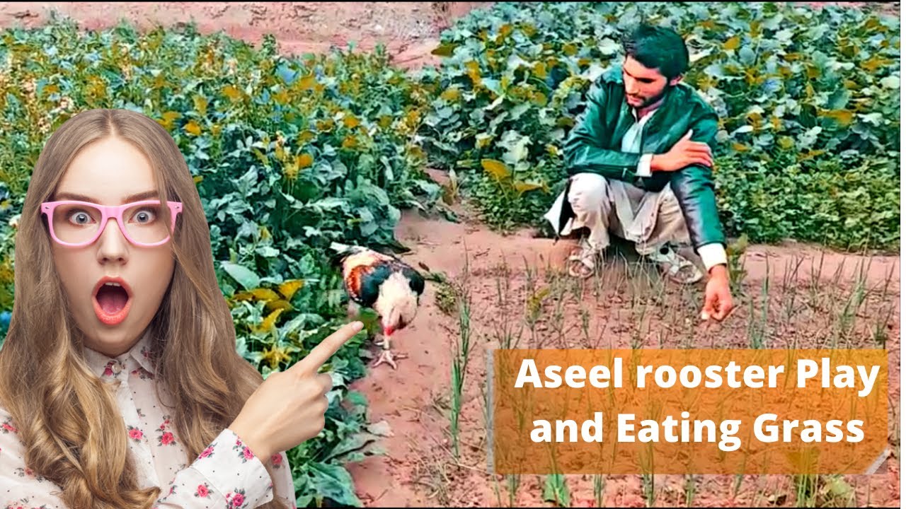 aseel murga love to eat green grass/pure aseel rooster eating fresh grass/how to like rooster grass