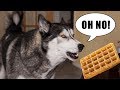 Stubborn Husky Argues About Getting His Bowl