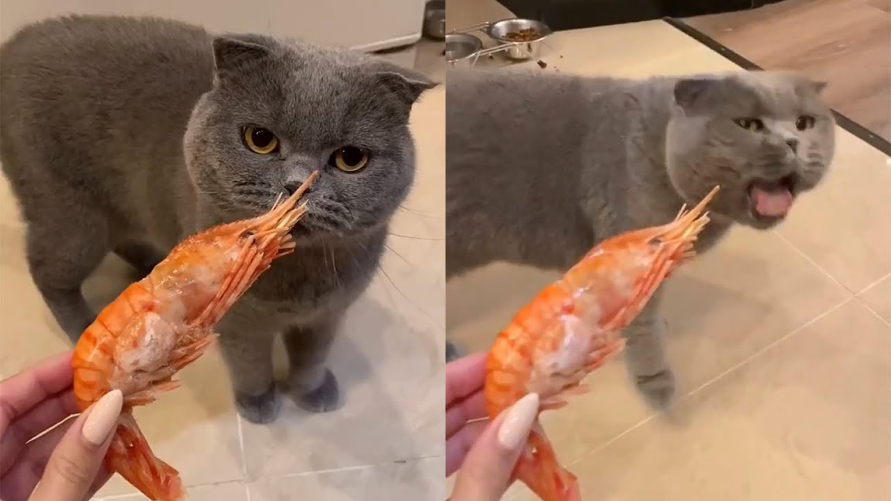 Gagging cat shrimp