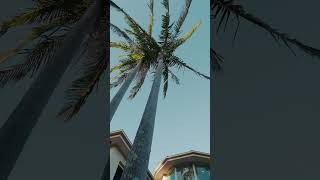 12 maxwell Close Illawong Listed by Hannah Aria Australian Prime Realtor  #hannaharia #realestate