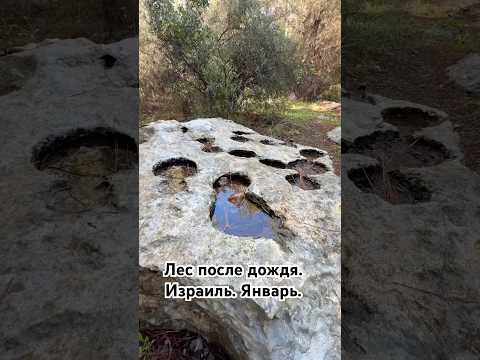 Январь в Израиле. #israel #shorts #путешествия #shorts_video #nature