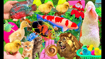 Bắt Các Con Vật Dễ Thương, Bắt Cuốn Chiếu Khổng Lồ, Thỏ, Cua, Rùa, Cá Koi, Có Khủng Long Và Sư Tử 3D