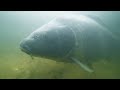 DIKKE KARPERS UIT HET WIER: Team Underfishing vist op betaalwater De Karperhoeve - Timmy's Lake!