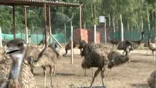 emu farming in hoshiarpur PUNJAB Rana Emu Farms