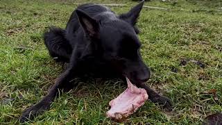 Farm dog chewing PORK RIBS | Peaceful countryside & dog eating bones ASMR
