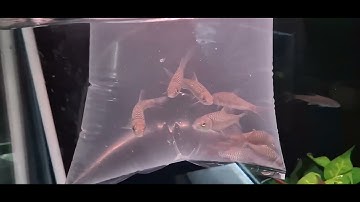 Cá Ngựa Đỏ Trung Quốc ( Chinese Red Mahseer ). Tor Sinensis. Chinese. Ken Nhi Shop. 