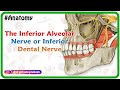 Inferior alveolar nerve or inferior dental nerve animation   anatomy of head and neck
