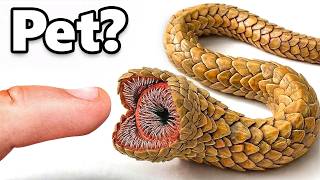 I Got a Pet Sandworm... (yes, really)