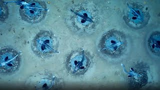60 Millionen Nester: Forscher entdecken gigantische Eisfisch-Kolonie in der Antarktis