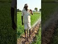 किसान फव्वारा से खेत में पानी पिलाता #farming #villagelife #suggested #viral #agriculture