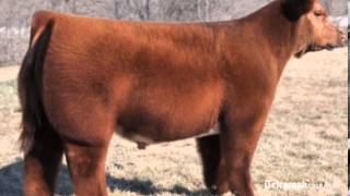 Pimp my cow: farmers in Iowa blow-dry their livestock to increase sales