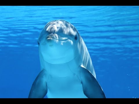 Video: Jaké Zvuky Dělají Delfíni