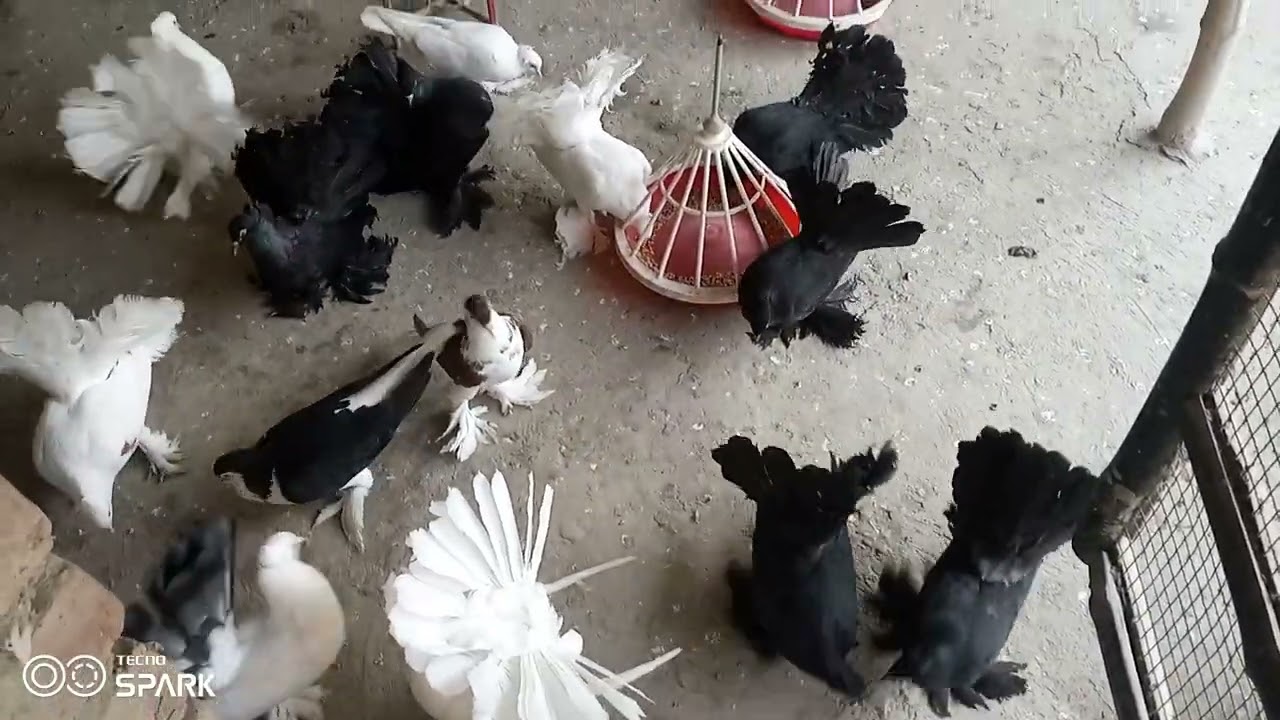 পাইরা মারাপিট