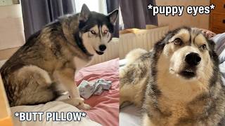 Times My Husky Snuck Into His Nan’s Room To Sit On Her Pillows!