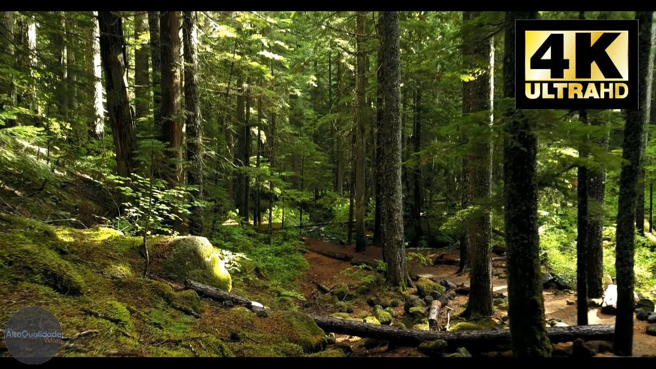 [NATUREZA] - Filmagem na floresta em Alta Qualidade com Drone - [4K]