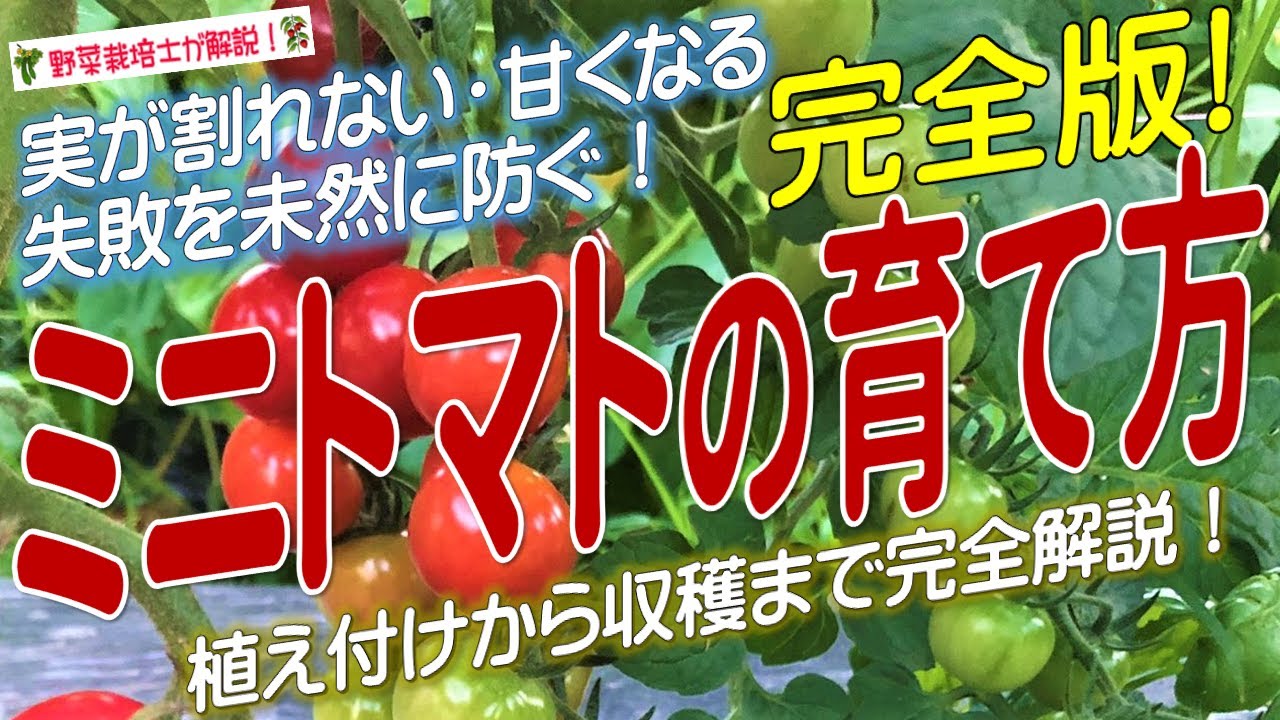 ミニトマトの上手な育て方（種まきから収穫まで完全解説）ミニトマト栽培方法のコツとポイントが分かる！