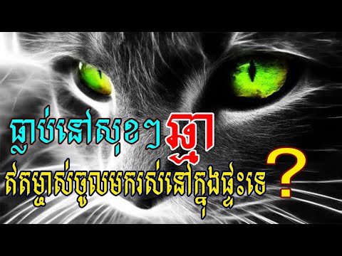 ធ្លាប់​នៅ​សុខៗ​ឆ្មា​ឥត​ម្ចាស់​ចូលមក​រស់នៅ​ក្នុងផ្ទះ​? នេះ​ជា​មូលហេតុ​ពិត​របស់​សត្វ​ដ៏​មាន​វេទមន្ត​​