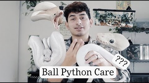 Ball Python Care I Enclosure Set-up