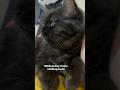 Boss cat 🐱 #cat #cats #cute #kitten #shorts #shortvideo #shortsfeed #fyp