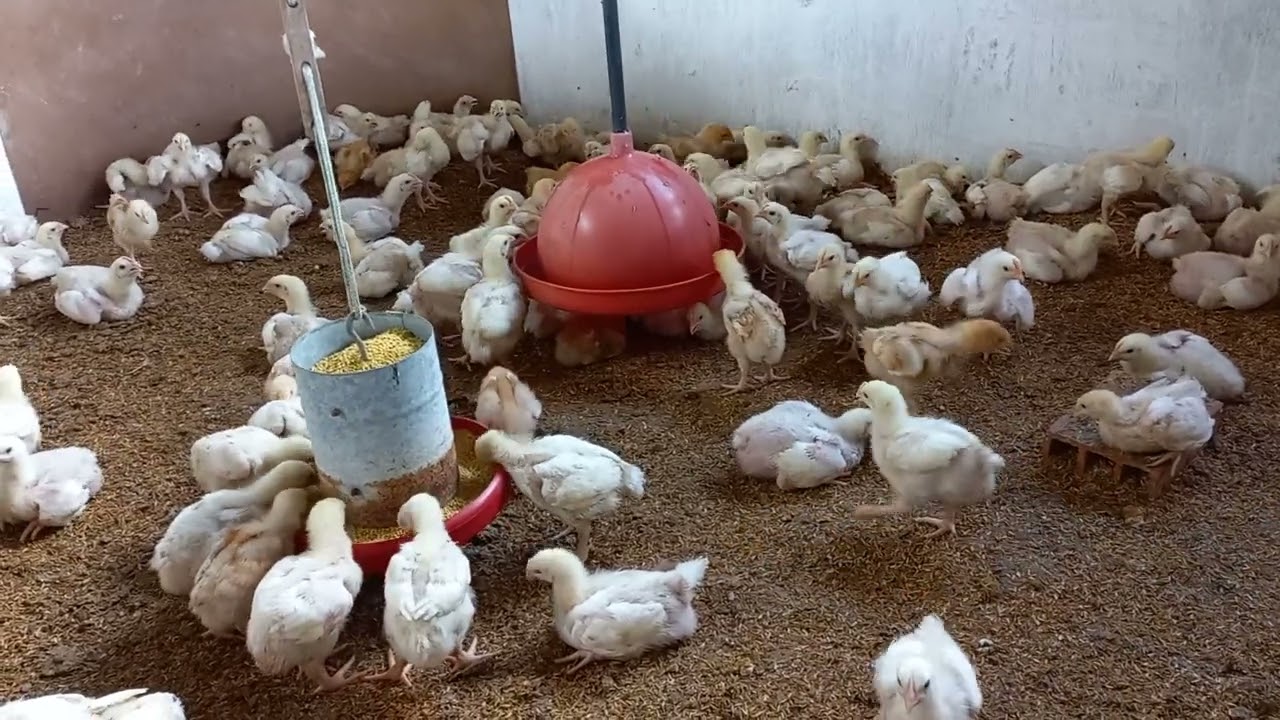 sobre o relatório do Zootecnista.