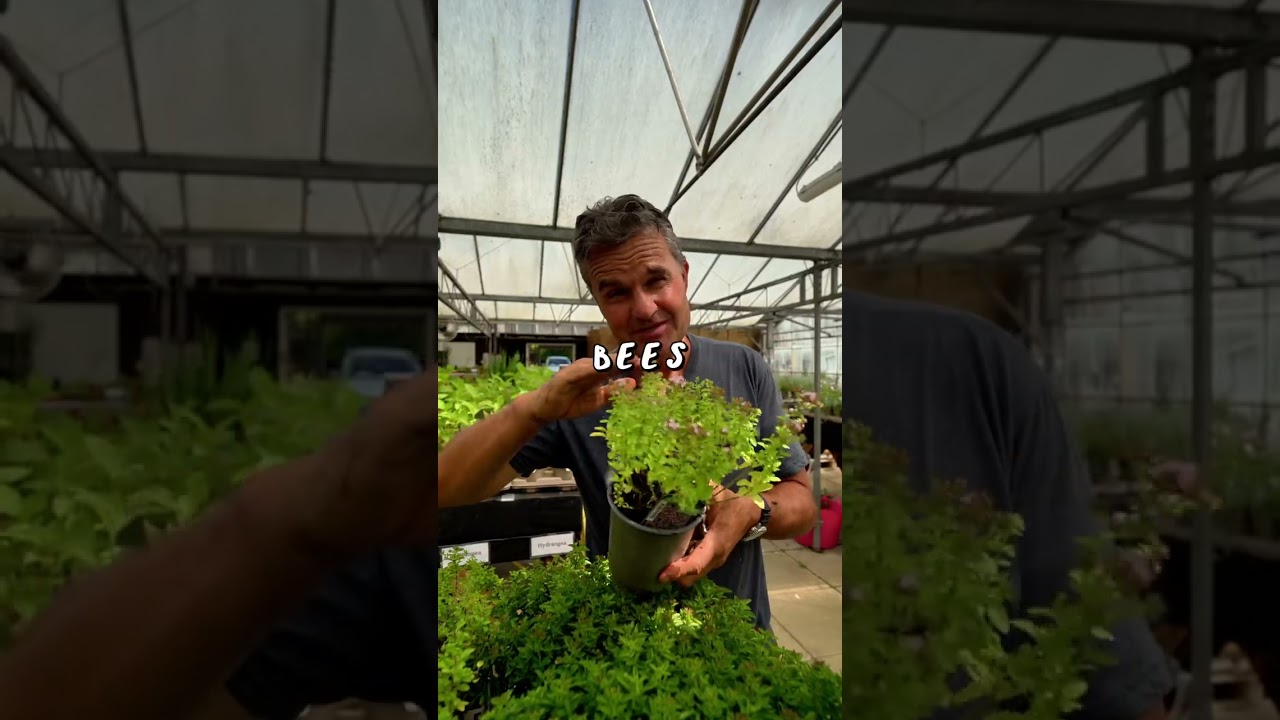 Marjoram is easy to grow and maintain