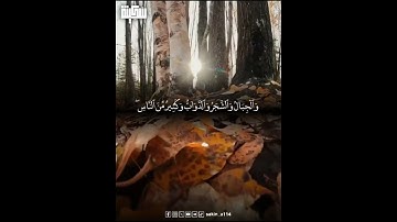 تلاوة مؤثرة قصيرة بصوت الشيخ ياسر الدوسري #القران_الكريم #سَكِينة #تلاوة_خاشعة #ياسر_الدوسري