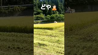 新米#大盤振る舞いじゃ🙎🏻#新米🌾